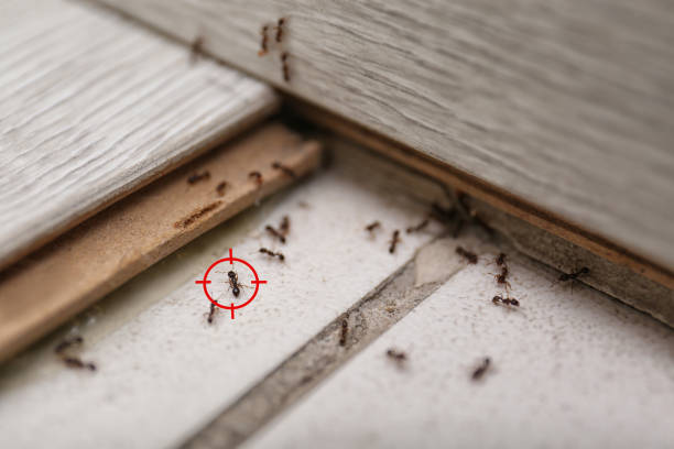 Best Affordable Pest Control Services  in Yarmouth Port, MA
